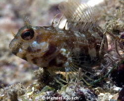Seaweed Blenny on the Big Coral Knoll off the beach in Fo... by Michael Kovach 